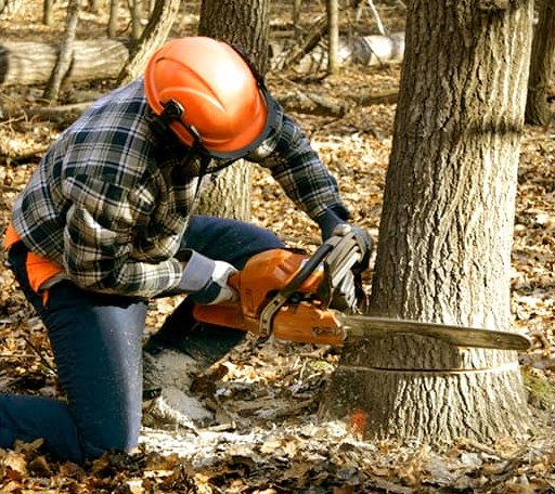 Tree Removal in Greenfield Park, NY